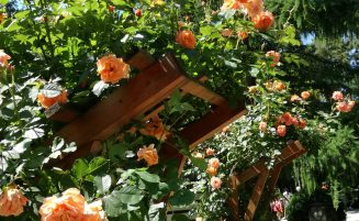 Rozariul Grădinii Botanice – Colecţie de trandafiri unică în România, recunoscută de către The World Federation of Rose Societies